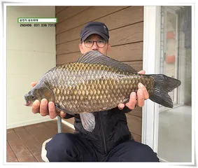 인생붕어 46cm, 송전지 송도좌대 조황.