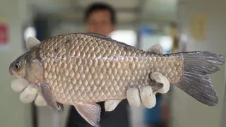 봄시즌 붕어 풍년!!!!!!!