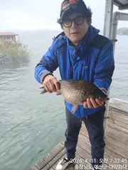 예당저수지 대양좌대 2026년 04월 11일 붕어조황