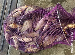 반제낚시터 조황정보입니다