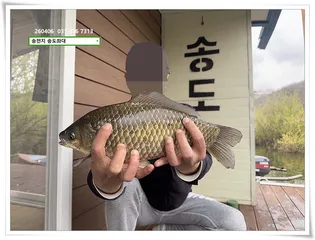 꽃샘추위에 4짜, 송전지 송도좌대 조황.