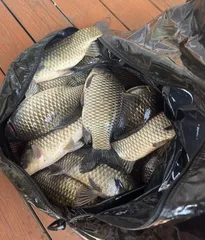 송전지 평택좌대 조황입니다 