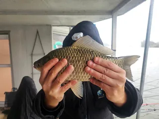 당진 가교리 낚시터 4월 6일 조황입니다