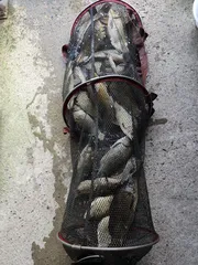 충북 괴산군 오가리 낚시터 3월 16일 조황입니다.