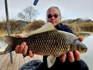 4짜 붕어 잘 나오네요 송전지 미성좌대