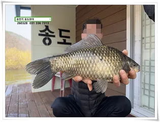 Kodex 봄 붕어.ETF, 송전지 송도좌대 조황.