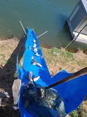 충북 괴산 오가리낚시터 붕어 방류하였습니다.