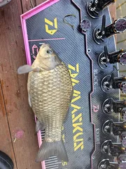 한 마리로 승부 본다  