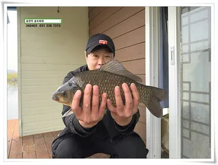 허리급 혹은 타작, 송전지 송도좌대 조황.