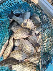 충북 괴산 오가리낚시터 4월 개장 대비 붕어 방류 계속하고 있습니다.