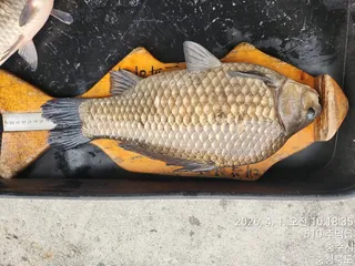 화곡낚시터 조황정보 