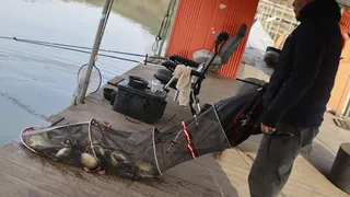 붕어방류 와 조황입니다