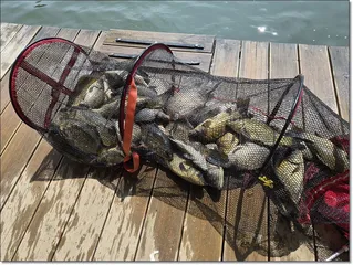 2026년 개장안내 및 조황소식