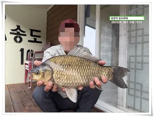 아침에 킁 거. 송전지 송도좌대 조황.