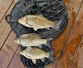 송전지 미성좌대 조황정보