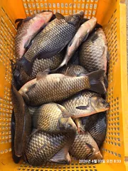 용담대물낚시터 