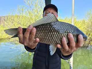 송전지 창신집 조황정보