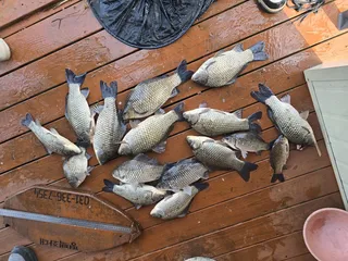 송전지 평택좌대 조황입니다 