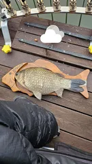 송전지 평택좌대 4짜조황