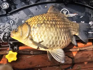 대물 시즌 제대로 열렸습니다.