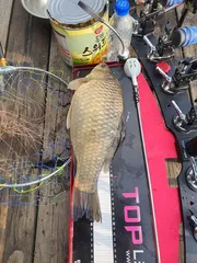 어우실지 낚시터입니다 주말만석에감사합니다