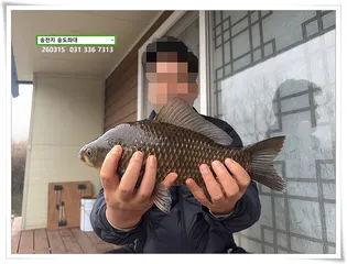 꾸준한 봄 붕어. 송전지 송도좌대 조황.