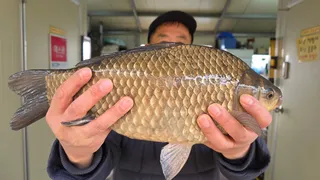 고삼지 호조황에 사짜붕어 !!!