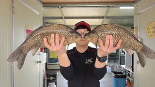 고삼지 사짜 붕어 조황 입니다.