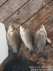 예당저수지 대양좌대 2026년 03월 29일 붕어조황