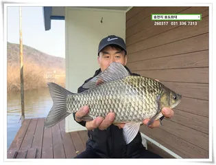 장판위에 봄 붕어. 송전지 송도좌대 조황.