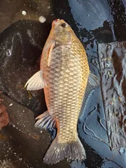 당진 가교리 낚시터 3월 4일 조황입니다