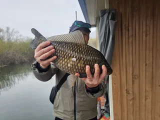 "46cm사짜 폭발"!체고 미친 괴물급 붕어 등장"