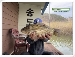 잘생쁨 봄 붕어. 송전지 송도좌대 조황.