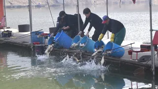 주말 붕어 방류 와 조황입니다 . 