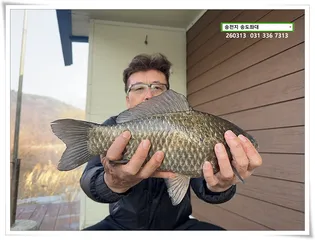 허리급 혹은 마릿수. 송전지 송도좌대 조황.