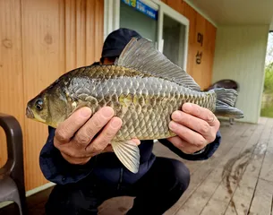 4짜 붕어와 허리급 송전지 미성좌대