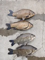 어우실지 낚시터입니다 오늘도잘나오네요