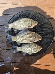 송전지 평택좌대 조황입니다 