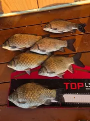 송전지 제일좌대 조황입니다.