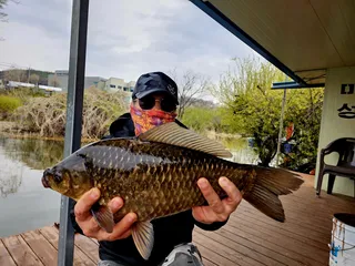 4짜 붕어와 마릿수 조황 송전지 미성좌대