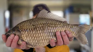 고삼지 사짜붕어 조황입니다.!!