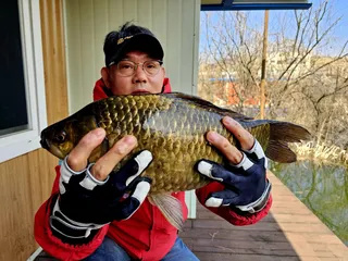 4짜 붕어 덩어리 및 마릿수 조황 송전지 미성좌대