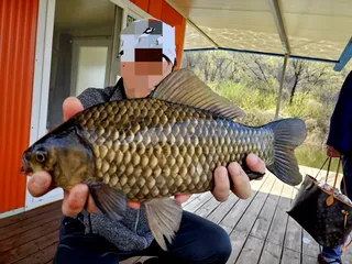 오늘도 4짜 붕어 송전지 미성좌대
