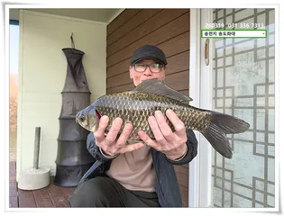 춘분에 4짜. 송전지 송도좌대 조황.