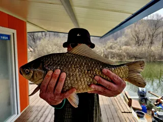 오늘도 4짜 붕어 송전지 미성좌대