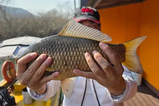 송전지-서울좌대 4짜소식