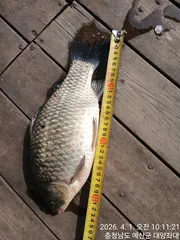 예당저수지 대양좌대 2026년 04월 01일 붕어조황