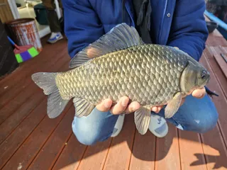 찌 올림  하나로 끝났다....