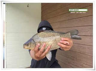 새벽에 4짜. 송전지 송도집 좌대 조황.