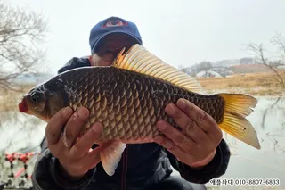 예당지  애플좌대 41cm